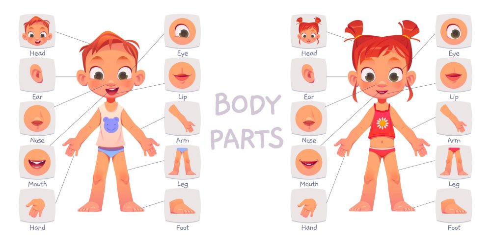 Bahasa Inggris Anggota Badan